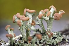 Kobar-porosamblik (Cladonia botrytes)