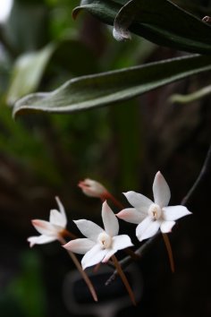 Näituse visuaal. Orhidee Aerangis biloba.