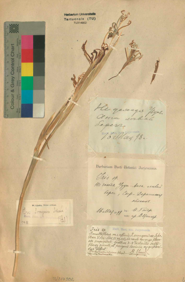 Botaaniliste kogude eksemplar Iris songarica