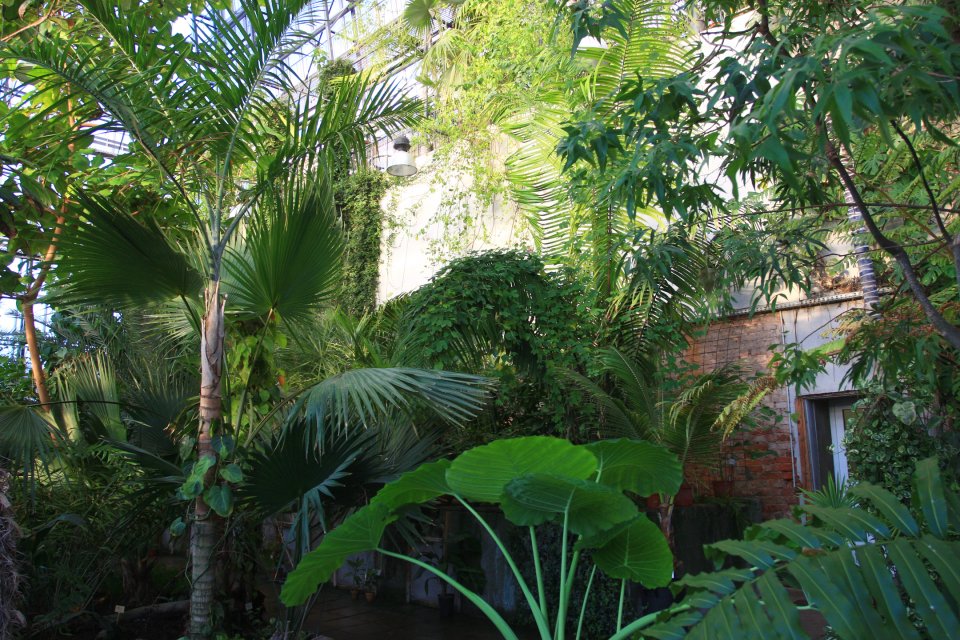 Palmimaja Botaanikaaed