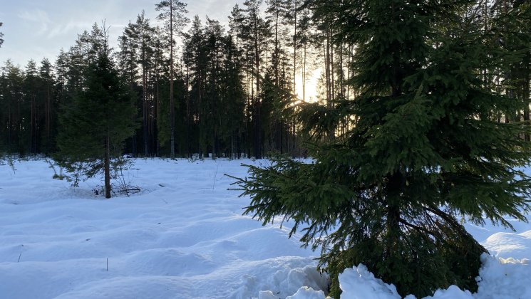 Talvine loodus