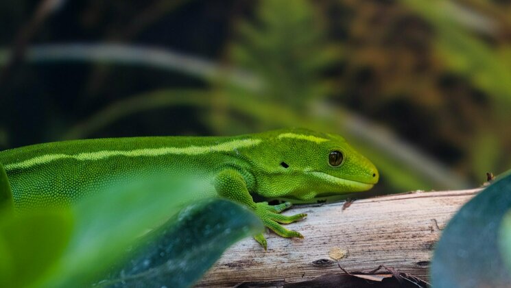 Geko