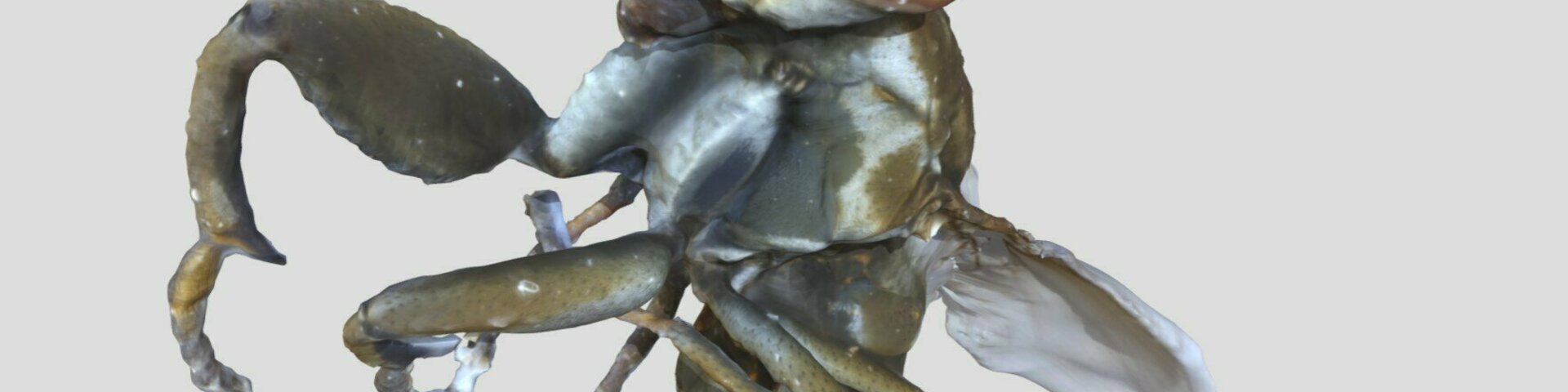3D Ochtera mantis LMBA