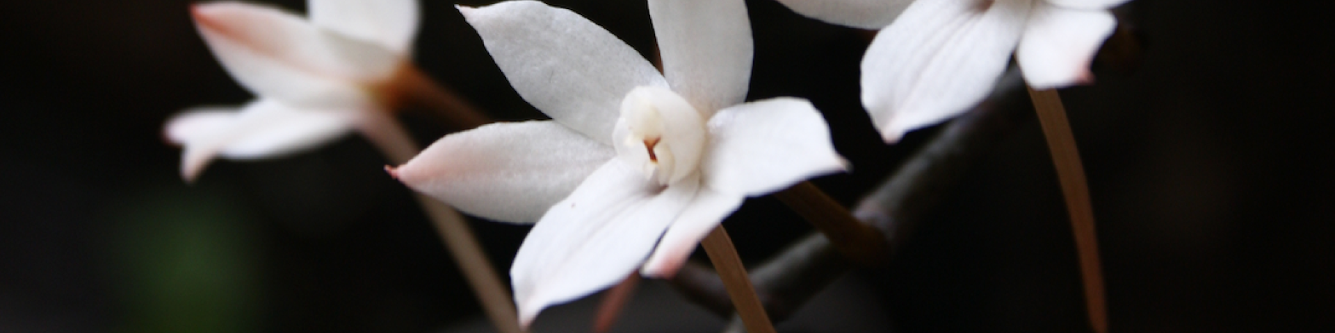Fotol on orhidee Aerangis biloba. XII orhideenäituse visuaal.