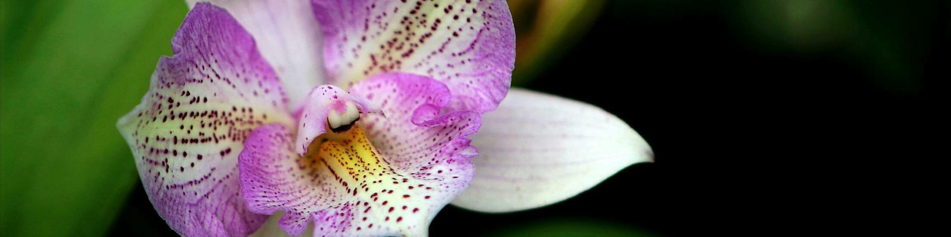 orhidee222
